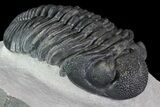 Drotops Trilobite - Excellent Faceted Eyes #76409-2